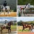 A Guide To Choosing The Equestrian Sport